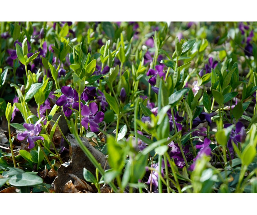 Purple Periwinkle